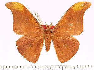  (Antheraea kalangensis - BC-ULP0427)  @14 [ ] Copyright (2010) Ulrich Paukstadt Research Collection of Ulrich and Laela H. Paukstadt