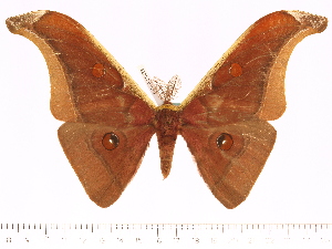  (Antheraea paniki bacoensis - BC-ULP0433)  @15 [ ] Copyright (2010) Ulrich Paukstadt Research Collection of Ulrich and Laela H. Paukstadt