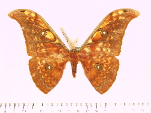  (Antheraea visayarissa - BC-ULP0435)  @13 [ ] Copyright (2010) Ulrich Paukstadt Research Collection of Ulrich and Laela H. Paukstadt