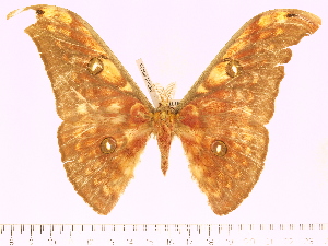  (Antheraea visayarissa - BC-ULP0436)  @13 [ ] Copyright (2010) Ulrich Paukstadt Research Collection of Ulrich and Laela H. Paukstadt