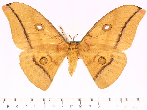  (Antheraea rosemariae - BC-ULP0450)  @15 [ ] Copyright (2010) Ulrich Paukstadt Research Collection of Ulrich and Laela H. Paukstadt