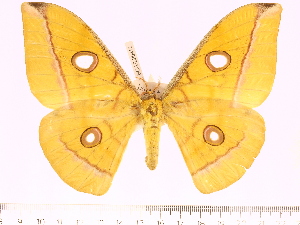  (Antheraea pelengensis - BC-ULP0452)  @15 [ ] Copyright (2010) Ulrich Paukstadt Research Collection of Ulrich and Laela H. Paukstadt