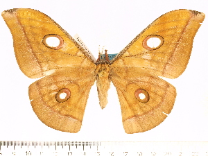  (Antheraea semperi noeli - BC-ULP0455)  @14 [ ] Copyright (2010) Ulrich Paukstadt Research Collection of Ulrich and Laela H. Paukstadt