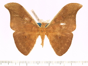  (Antheraea kageri - BC-ULP0459)  @15 [ ] Copyright (2010) Ulrich Paukstadt Research Collection of Ulrich and Laela H. Paukstadt