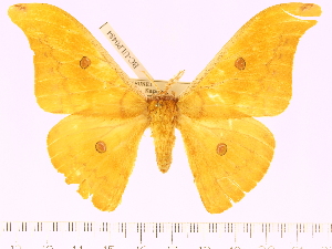  (Antheraea brunei - BC-ULP0484)  @14 [ ] Copyright (2010) Ulrich Paukstadt Research Collection of Ulrich and Laela H. Paukstadt