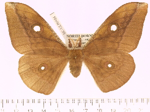  (Antheraea fusca - BC-ULP0504)  @14 [ ] Copyright (2010) Ulrich Paukstadt Research Collection of Ulrich and Laela H. Paukstadt