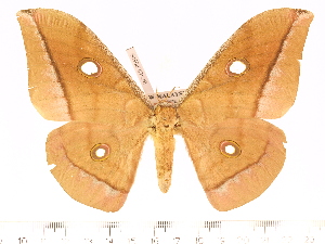  (Antheraea cameronensis - BC-ULP0509)  @14 [ ] Copyright (2010) Ulrich Paukstadt Research Collection of Ulrich and Laela H. Paukstadt