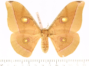  (Antheraea jana - BC-ULP0536)  @15 [ ] Copyright (2010) Ulrich Paukstadt Research Collection of Ulrich and Laela H. Paukstadt