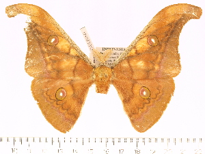  (Antheraea sumbaensis - BC-ULP0541)  @13 [ ] Copyright (2010) Ulrich Paukstadt Research Collection of Ulrich and Laela H. Paukstadt