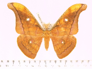  (Antheraea sumbawaensis - BC-ULP0543)  @14 [ ] Copyright (2010) Ulrich Paukstadt Research Collection of Ulrich and Laela H. Paukstadt