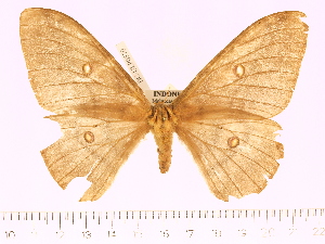  (Neodiphthera seramensis - BC-ULP0570)  @13 [ ] Copyright (2010) Ulrich Paukstadt Research Collection of Ulrich and Laela H. Paukstadt