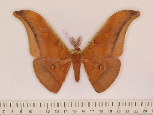  (Antheraea inthanonensis - BC-ULP0580)  @14 [ ] Copyright (2010) Ulrich Paukstadt Research Collection of Ulrich and Laela H. Paukstadt