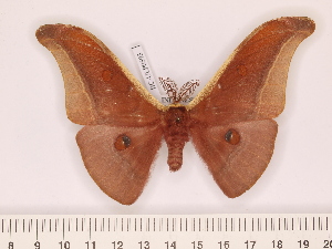  (Antheraea rubiginea - BC-ULP0593)  @14 [ ] Copyright (2010) Ulrich Paukstadt Research Collection of Ulrich and Laela H. Paukstadt