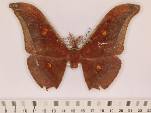  ( - BC-ULP0596)  @12 [ ] Copyright (2010) Ulrich Paukstadt Research Collection of Ulrich and Laela H. Paukstadt