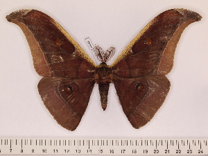  (Antheraea paniki - BC-ULP0600)  @15 [ ] Copyright (2010) Ulrich Paukstadt Research Collection of Ulrich and Laela H. Paukstadt