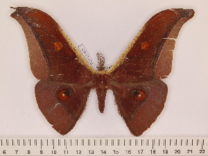  (Antheraea youngi - BC-ULP0611)  @15 [ ] Copyright (2010) Ulrich Paukstadt Research Collection of Ulrich and Laela H. Paukstadt