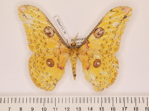  ( - BC-ULP0628)  @13 [ ] Copyright (2010) Ulrich Paukstadt Research Collection of Ulrich and Laela H. Paukstadt