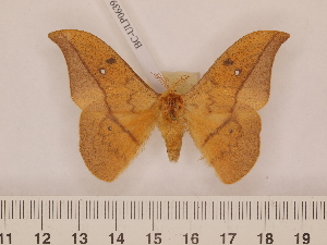 ( - BC-ULP0639)  @13 [ ] Copyright (2010) Ulrich Paukstadt Research Collection of Ulrich and Laela H. Paukstadt