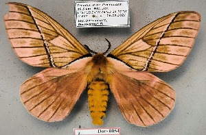  ( - Dor-0054)  @11 [ ] CC-by (2024) V. Doroshkin Research collection of V. Doroshkin