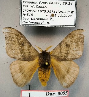  ( - Dor-0055)  @11 [ ] CC-by (2024) V. Doroshkin Research collection of V. Doroshkin