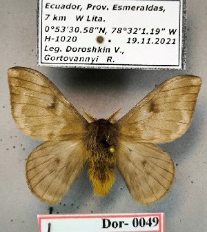  ( - Dor-0049)  @11 [ ] CC-by (2024) V. Doroshkin Research collection of V. Doroshkin