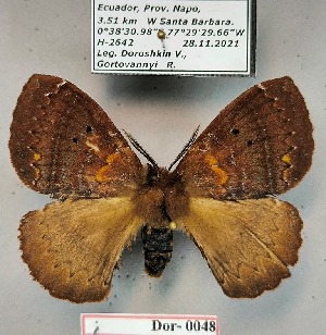  ( - Dor-0048)  @11 [ ] CC-by (2024) V. Doroshkin Research collection of V. Doroshkin