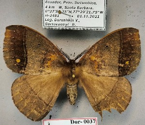  ( - Dor-0037)  @11 [ ] CC-by (2024) V. Doroshkin Research collection of V. Doroshkin