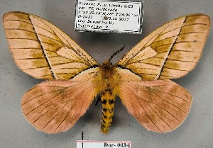  ( - Dor-0034)  @11 [ ] CC-by (2024) V. Doroshkin Research collection of V. Doroshkin