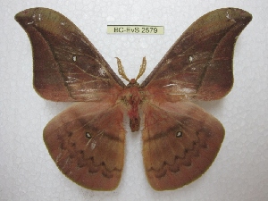  ( - BC-EvS 2579)  @14 [ ] Copyright (2012) Eric van Schayck Research Collection of Eric Van Schayck