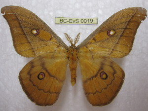  (Neodiphthera sciron - BC-EvS 0019)  @14 [ ] Copyright (2010) Eric Van Schayck Research Collection of Eric Van Schayck