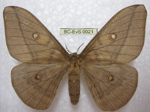  (Neodiphthera venusta - BC-EvS 0021)  @15 [ ] Copyright (2010) Eric Van Schayck Research Collection of Eric Van Schayck