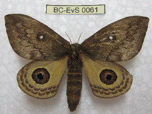  (Leucanella aspera aspera - BC-EvS 0061)  @15 [ ] Copyright (2010) Eric Van Schayck Research Collection of Eric Van Schayck