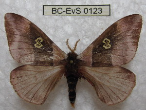  (Dirphiopsis amamartiniana - BC-EvS 0123)  @14 [ ] Copyright (2010) Eric Van Schayck Research Collection of Eric Van Schayck