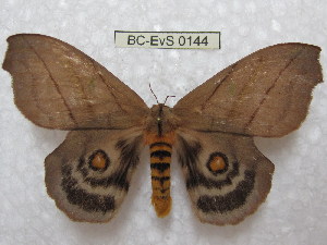  (Hyperchiria carabobensis - BC-EvS 0144)  @14 [ ] Copyright (2010) Eric Van Schayck Research Collection of Eric Van Schayck