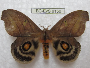  (Hyperchiria nausioccidentalis - BC-EvS 0150)  @15 [ ] Copyright (2010) Eric Van Schayck Research Collection of Eric Van Schayck