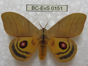  (Hyperchiria orodina - BC-EvS 0151)  @15 [ ] Copyright (2010) Eric Van Schayck Research Collection of Eric Van Schayck