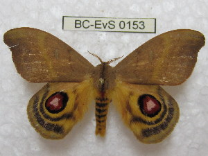  (Hyperchiria misionincisoides - BC-EvS 0153)  @14 [ ] Copyright (2010) Eric Van Schayck Research Collection of Eric Van Schayck