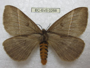 (Pseudodirphia lampei - BC-EvS 0268)  @14 [ ] Copyright (2010) Eric Van Schayck Research Collection of Eric Van Schayck