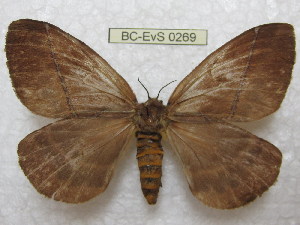  (Pseudodirphia catarinensis - BC-EvS 0269)  @15 [ ] Copyright (2010) Eric Van Schayck Research Collection of Eric Van Schayck