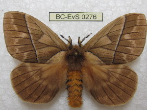  (Pseudodirphia agis - BC-EvS 0276)  @14 [ ] Copyright (2010) Eric Van Schayck Research Collection of Eric Van Schayck