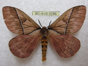  (Pseudodirphia weberorum - BC-EvS 0286)  @15 [ ] Copyright (2010) Eric Van Schayck Research Collection of Eric Van Schayck