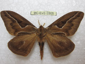  (Dirphia araucariae - BC-EvS 0305)  @14 [ ] Copyright (2010) Eric Van Schayck Research Collection of Eric Van Schayck