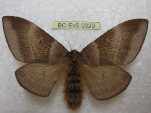  ( - BC-EvS 0320)  @11 [ ] Copyright (2010) Eric Van Schayck Research Collection of Eric Van Schayck