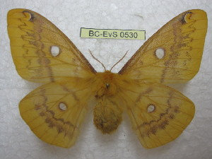  (Rhodinia fugax diana - BC-EvS 0530)  @14 [ ] Copyright (2010) Eric Van Schayck Unspecified