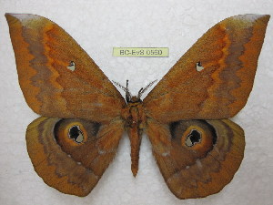  ( - BC-EvS 0560)  @12 [ ] Copyright (2010) Eric Van Schayck Unspecified