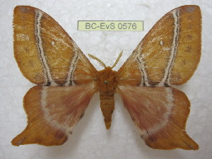  ( - BC-EvS 0576)  @13 [ ] Copyright (2010) Eric Van Schayck Unspecified