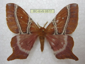  ( - BC-EvS 0577)  @13 [ ] Copyright (2010) Eric Van Schayck Unspecified