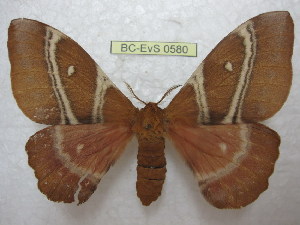  (Urota sinope - BC-EvS 0580)  @14 [ ] Copyright (2010) Eric Van Schayck Unspecified