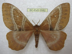  ( - BC-EvS 0582)  @13 [ ] Copyright (2010) Eric Van Schayck Unspecified