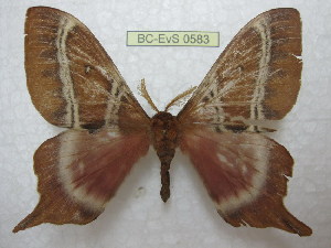  ( - BC-EvS 0583)  @13 [ ] Copyright (2010) Eric Van Schayck Unspecified